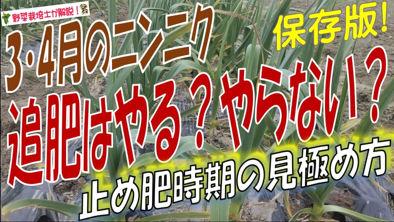 3月にニンニクの追肥はやる？やらない？正しい止め肥の時期と施肥方法を詳しく解説！