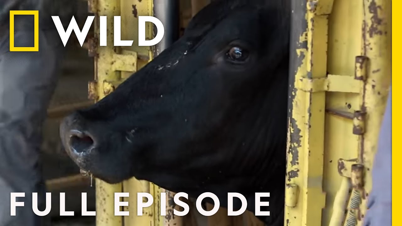 A Dairy Cow Emergency (Full Episode) | The Hatcher Family Dairy