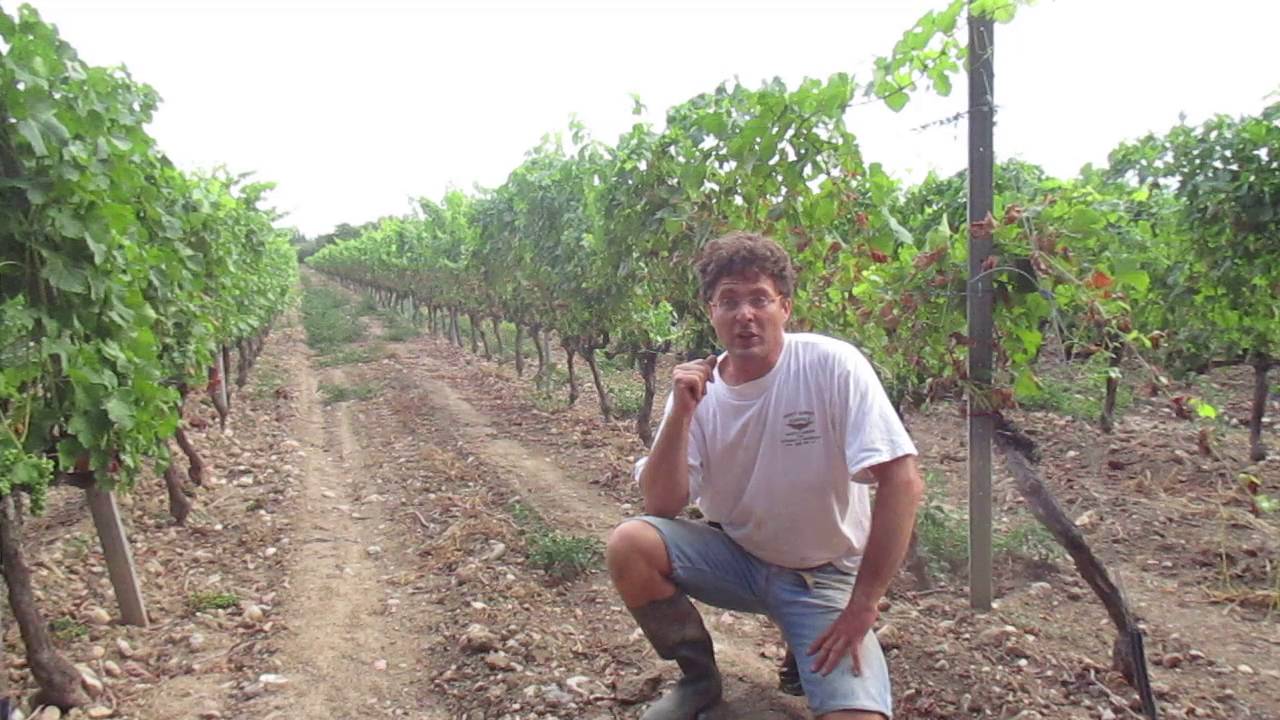 Plus Belle La Vigne #7 : l'arrosage