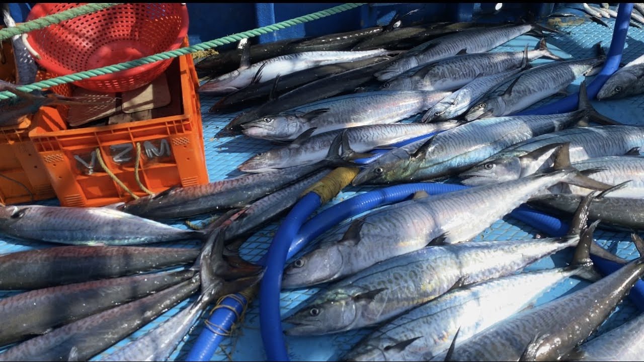 Group Of Kingfish in Trawl Fishing (Kanyakumari Christy Boat Fishing)