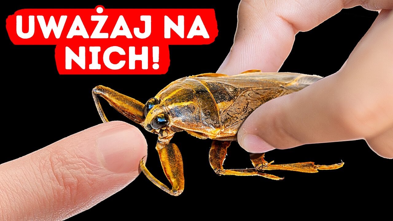 Jeśli TY zobaczysz to pod wodą, szybko wypłyń!