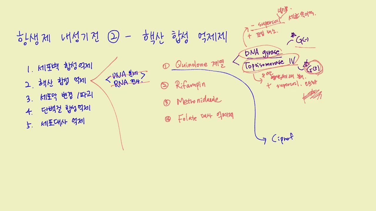 항생제 내성기전2 - 핵산 합성 억제 (1. Quinolone )
