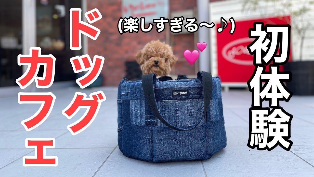 【極小トイプー】初めてのドッグカフェ❤️