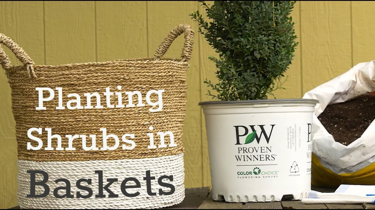How to Plant Shrubs in Baskets
