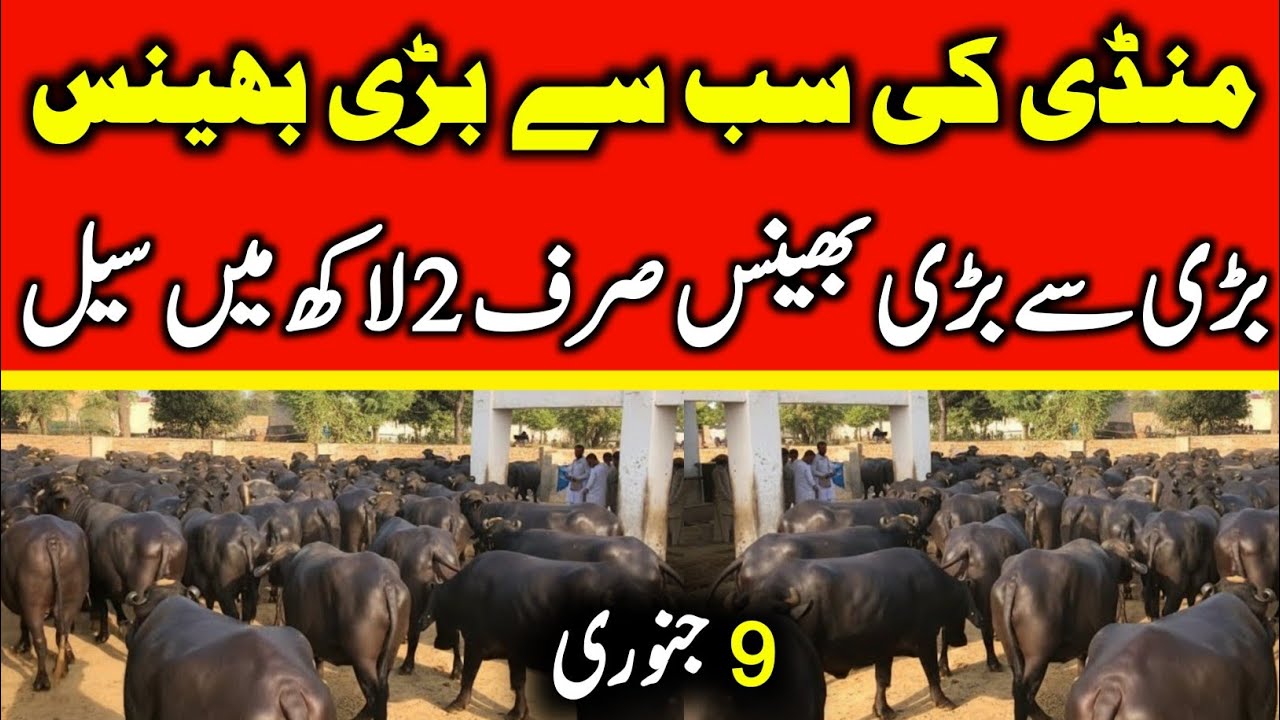Today Malumor Mandi Latest Update | Buffalo Fresh Rates Update 2026 | Buffalo Mandi 2026 !