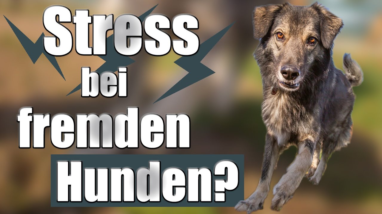 Fremdhundebegegnung Teil 1 - Hund rastet an der Leine aus? DAS sind die Ursachen.
