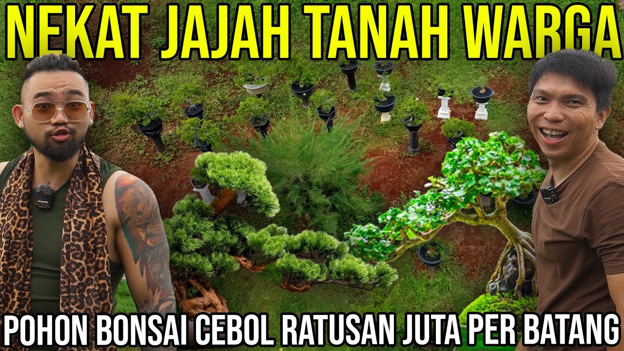 NEKAT JAJAH TANAH WARGA POHON BONSAI CEBOL RATUSAN JUTA PER BATANG. BONSAI ETERNITY