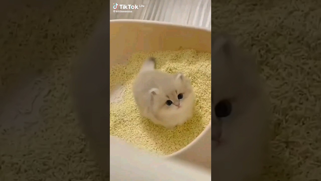 прикол с котятами и собаками новий випуск 