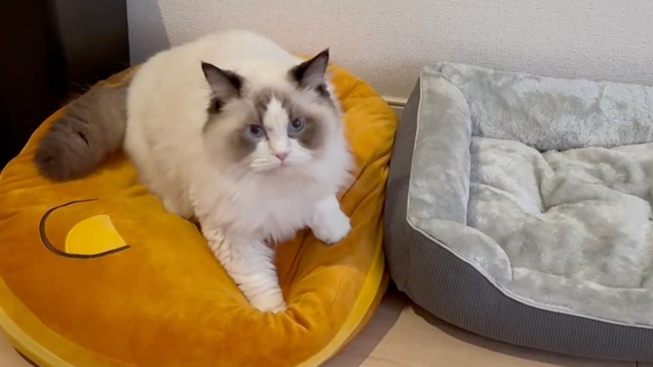 「まだ赤ちゃんです」リラックマの上で眠たそうにふみふみする子猫が愛おしすぎました