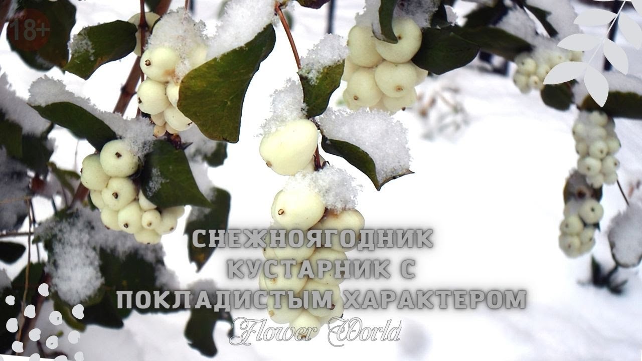 Снежноягодник – кустарник с покладистым характером.🌾🥀🏵