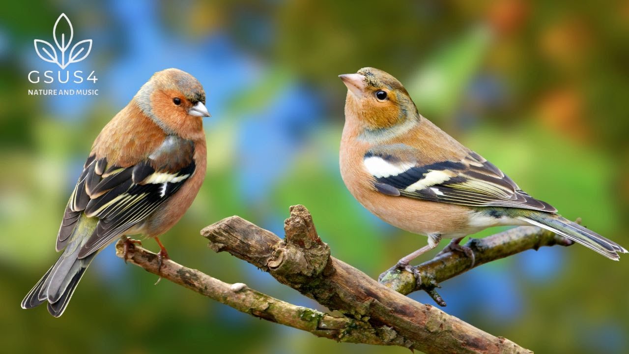 10 Hours of Relaxing Forest Bird Sounds: The Ultimate Soundscape for Sleep | Reduce Stress & Anxiety