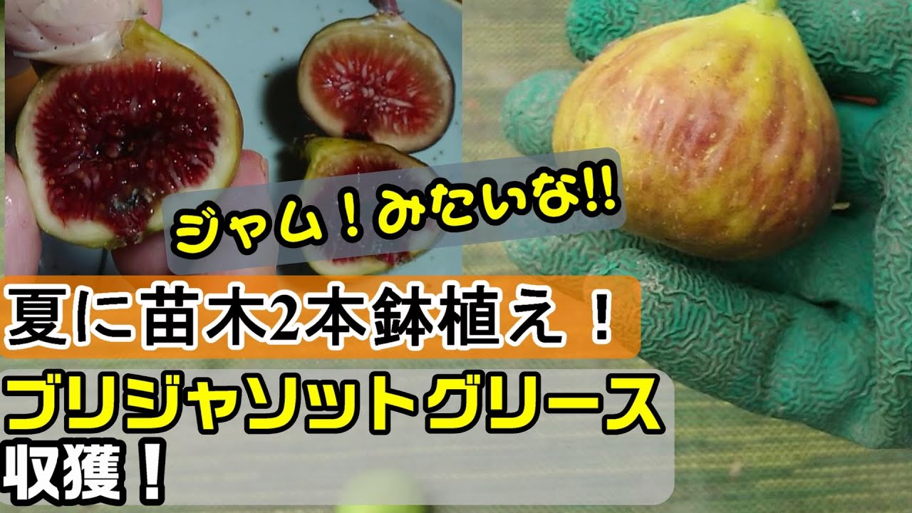 夏にイチジク2本植えて～秋まで！ブリジャソットグリース収穫！（ロンドボーテックス極太苗、剪定、挿し木）（ダイナミックス10）【22年11月】