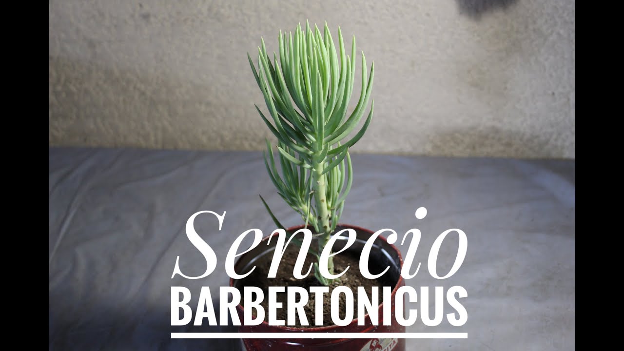 SENECIO BARBERTONICUS🌿Transplante,cuidados y reproducción #seneciobarbertonicus #suculenta #senecio