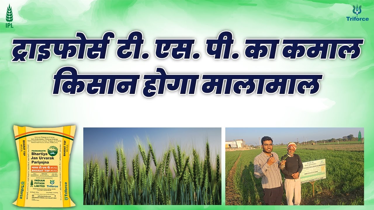 ट्राइफोर्स  टी. एस. पी. का कमाल किसान होगा मालामाल| @इंडियन पोटाश लिमिटेड