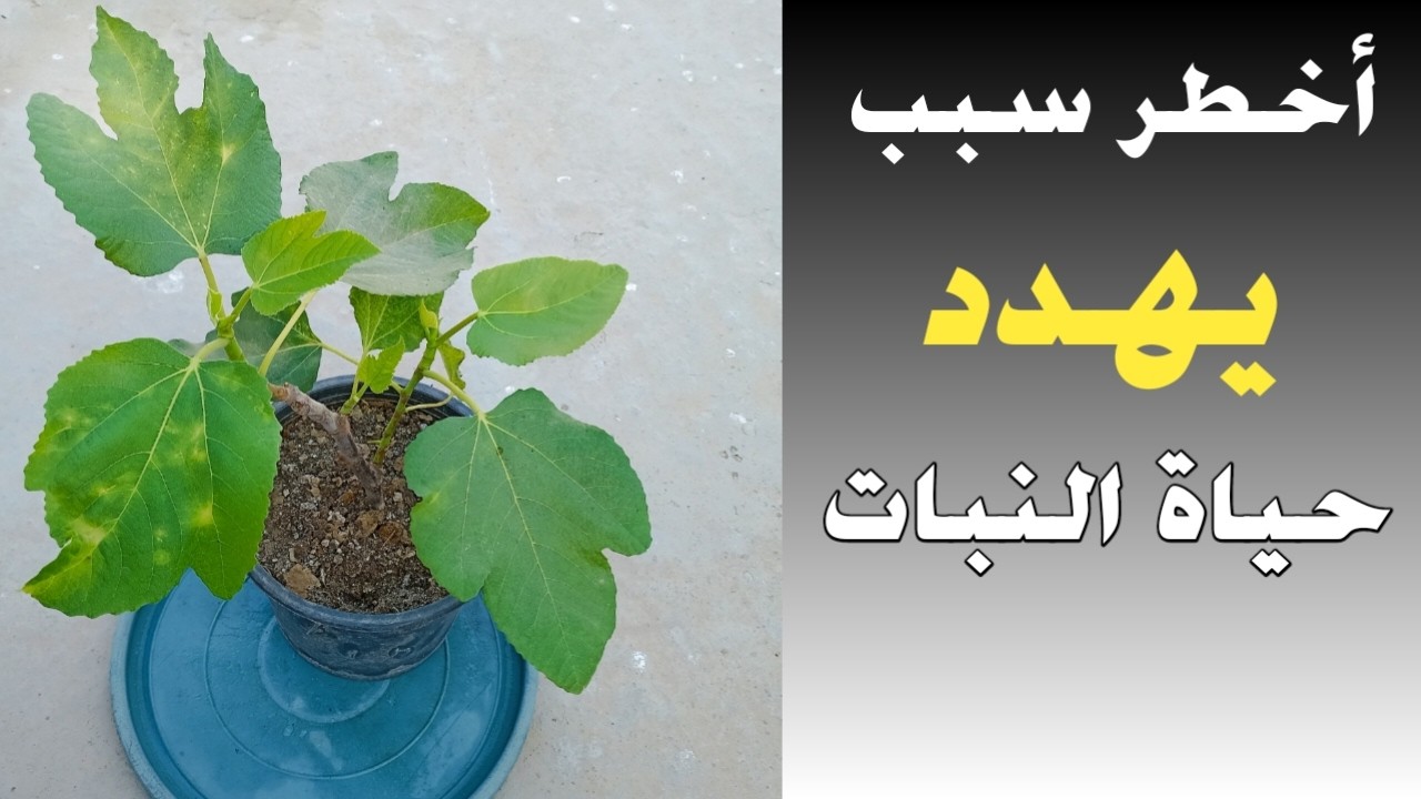 أخطر سبب يهدد حياة النبات وطريقة في منتهي الروعة للرعاية بدون مشاكل