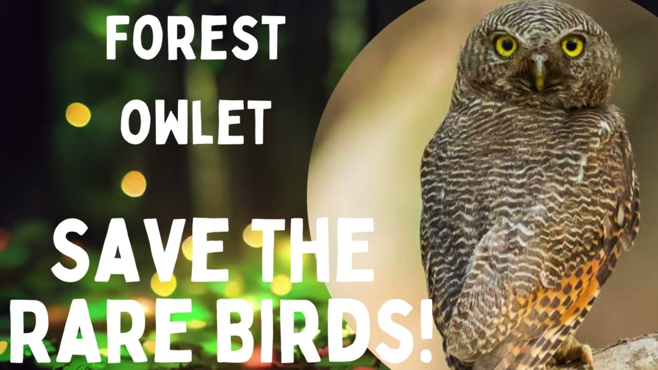 Meet the Adorable Forest Owlet 🌳🦉 #NatureLovers #WildlifeWatching