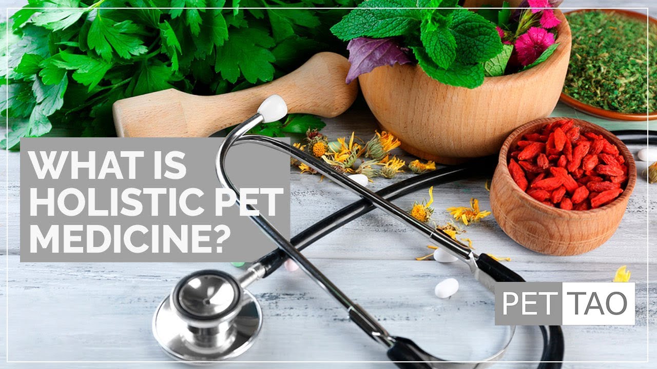 Holistic Pet Medicine Explained by a TCVM & Alternative Medicine Trained Vet