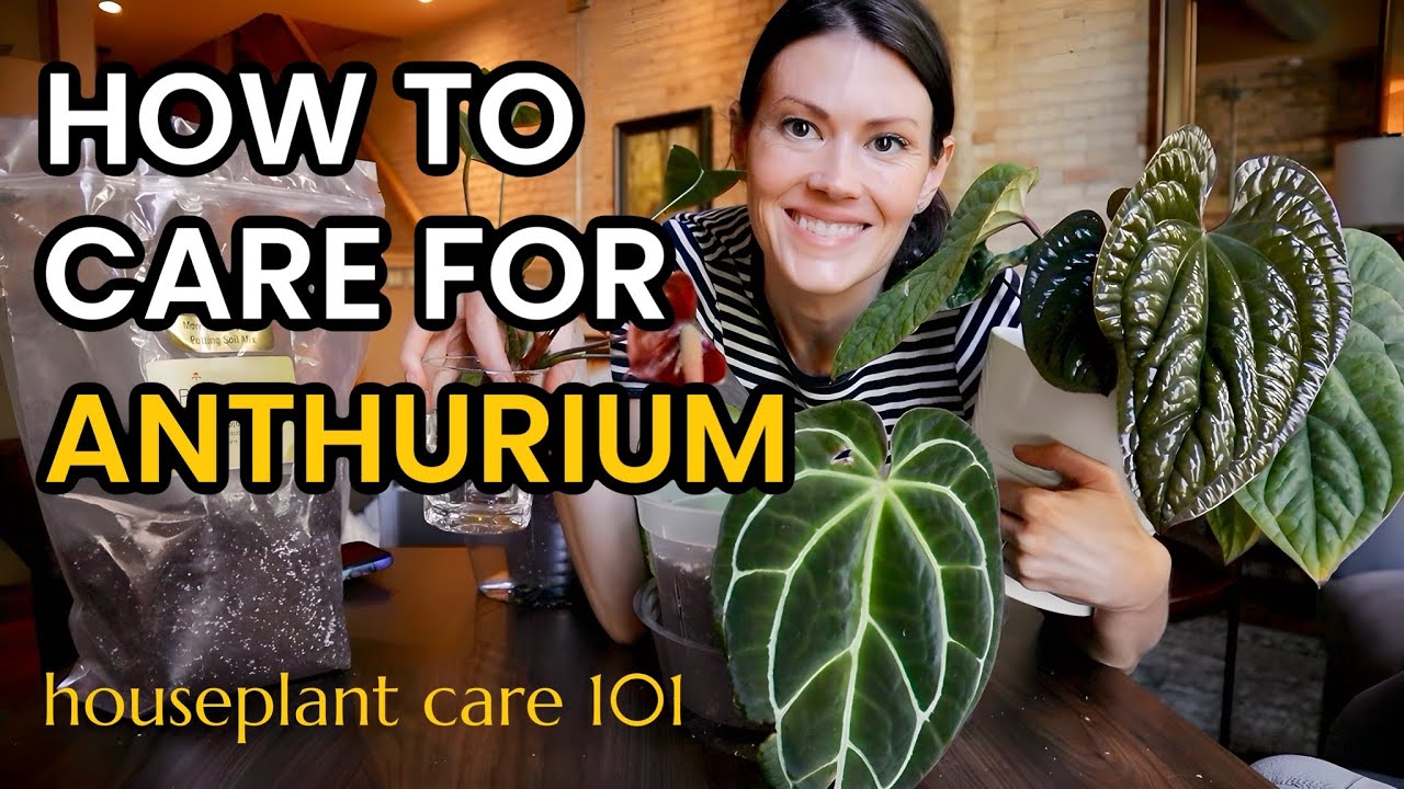 How To Care For ANTHURIUM PLANTS - Water, Lighting, Propagate, Repot, Pests - Houseplant Care 101