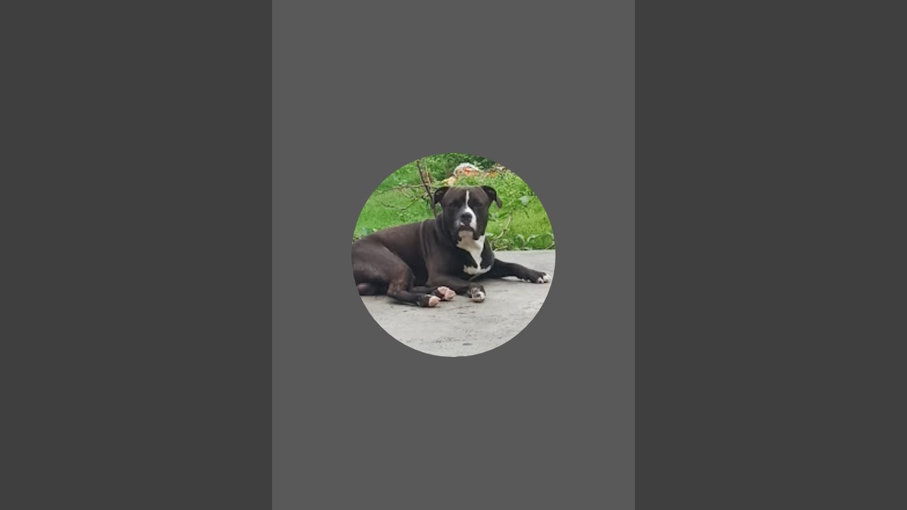 SHADOW THE PITBULL is live!