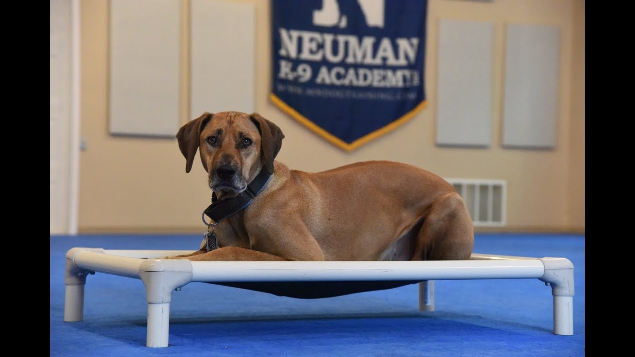 Chase (Rhodesian Ridgeback) Boot Camp Dog Training Video Demonstration