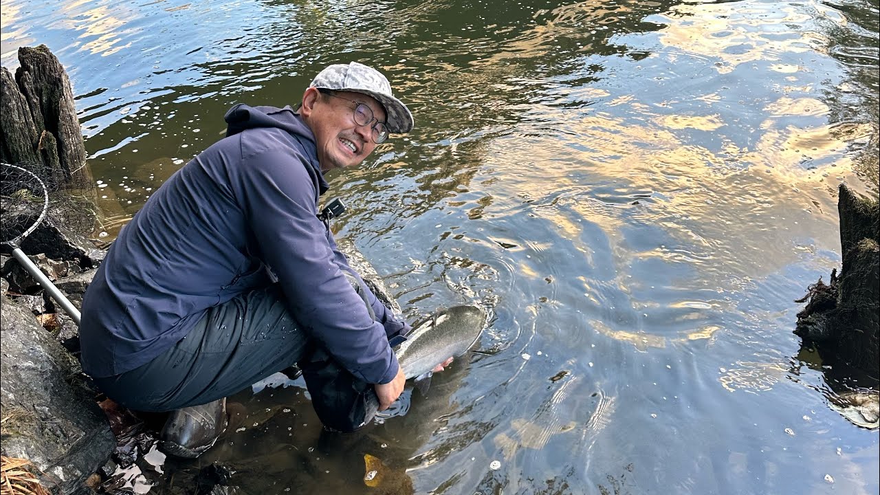Twitching for Coho from a River Bank