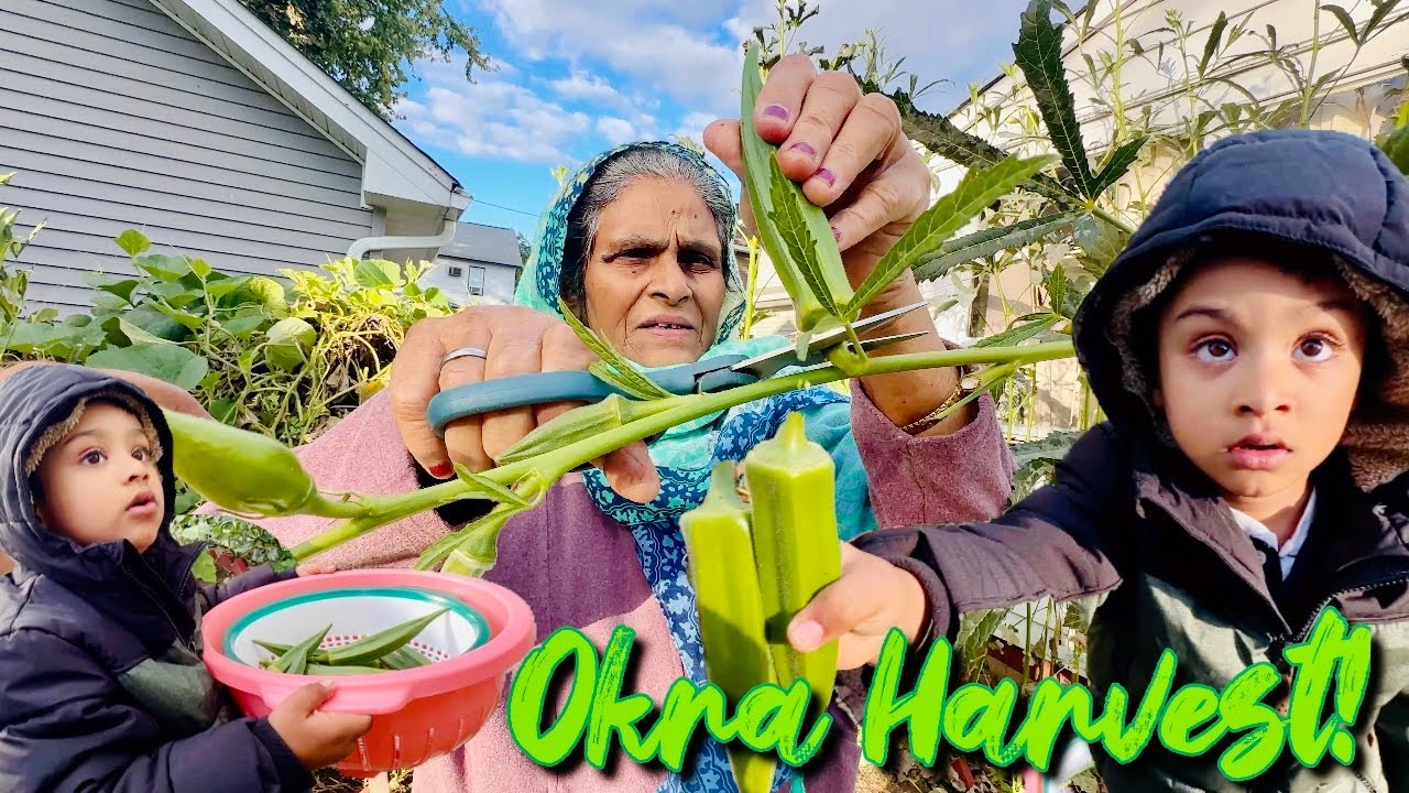 Grandma's Secret: Organic Okra Harvest & The BEST Sweet Noodles Recipe!