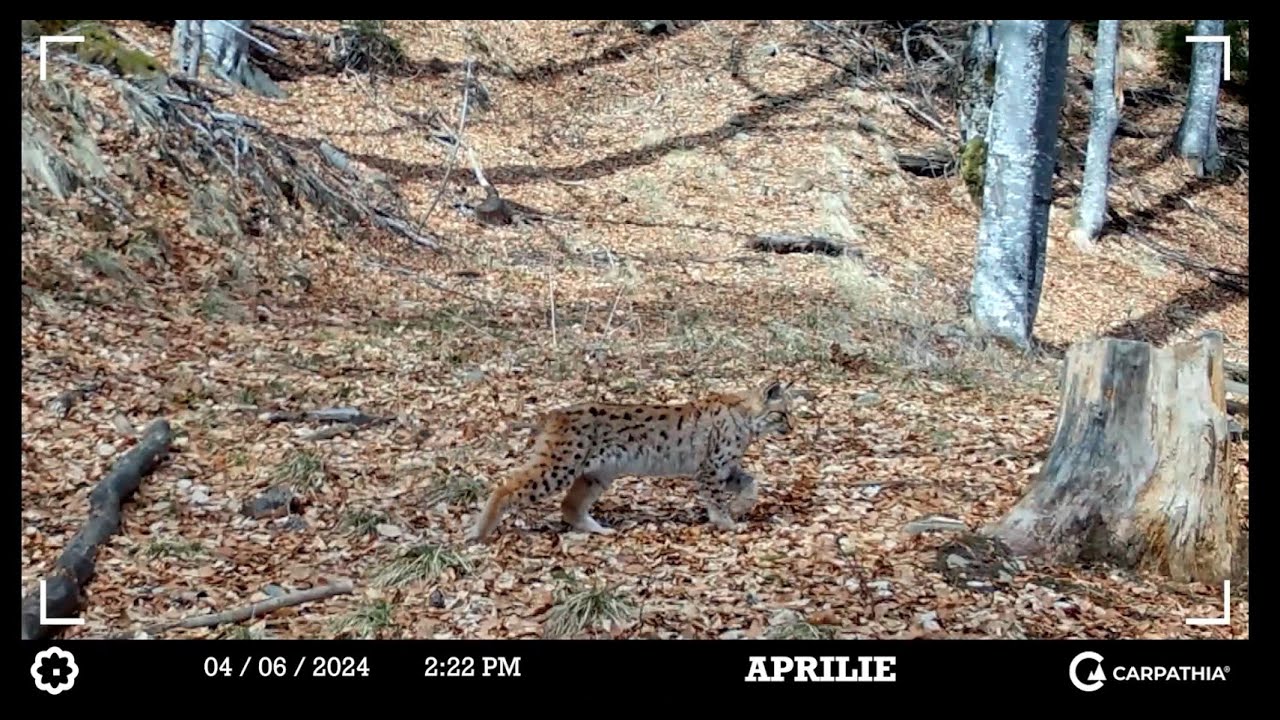 2024 în Munții Făgăraș. Imagini surprinse de Fundația Conservation Carpathia