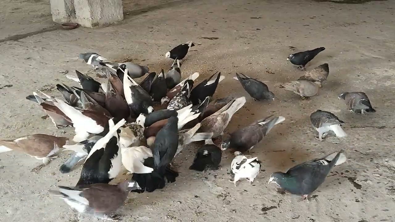 Beautiful pigeon 😍.#viral #pigeon #subscribe #hillsidefarm 