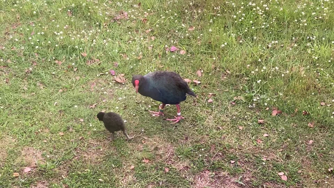 Takahe 10.12.19