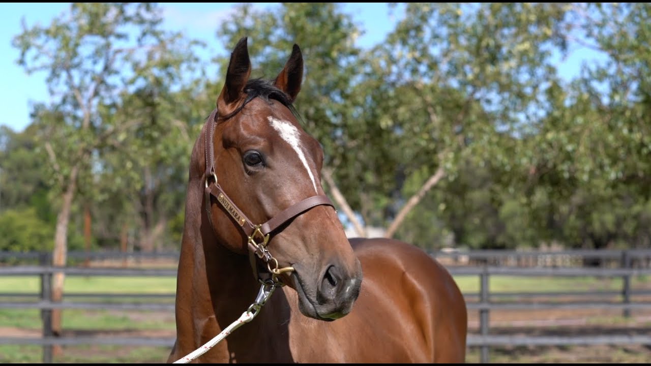 Lot 270 - Tagaloa (AUS) / Persian Princess (AUS)