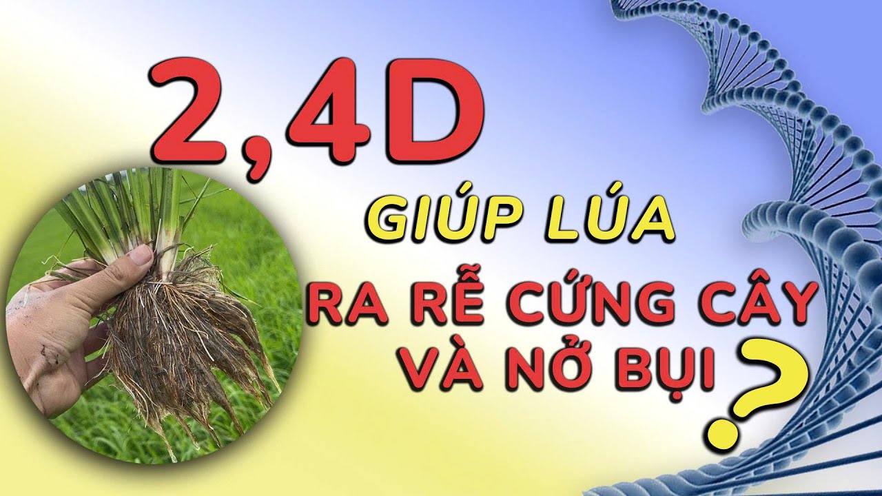 CNN || SỰ THẬT VỀ 2,4D - LIỆU 2,4D CÓ GIÚP LÚA RA RỄ CỨNG CÂY VÀ NỞ BỤI ?