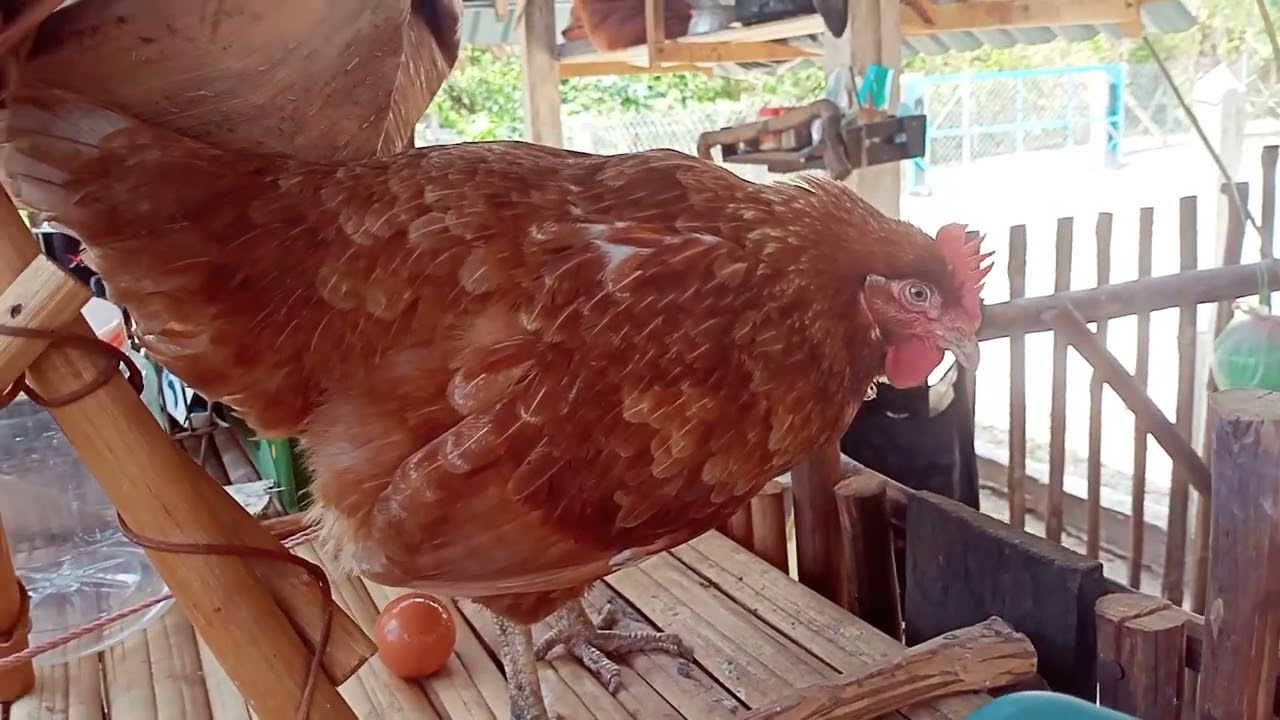 Telur fresh dari Farm- 