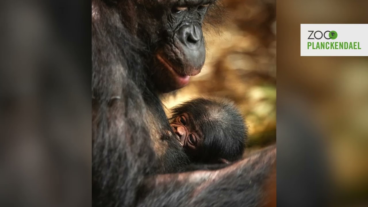 Bonobo geboren in ZOO Planckendael