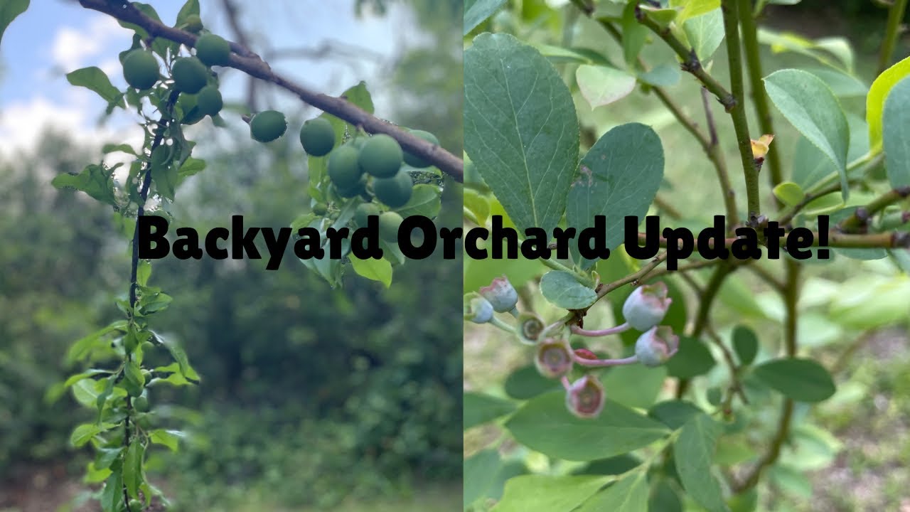 Fruit Tree Tour in My Small Backyard Garden 🍇🍏🌸 #EdibleGarden #TracysRhythmicLife #zone8b