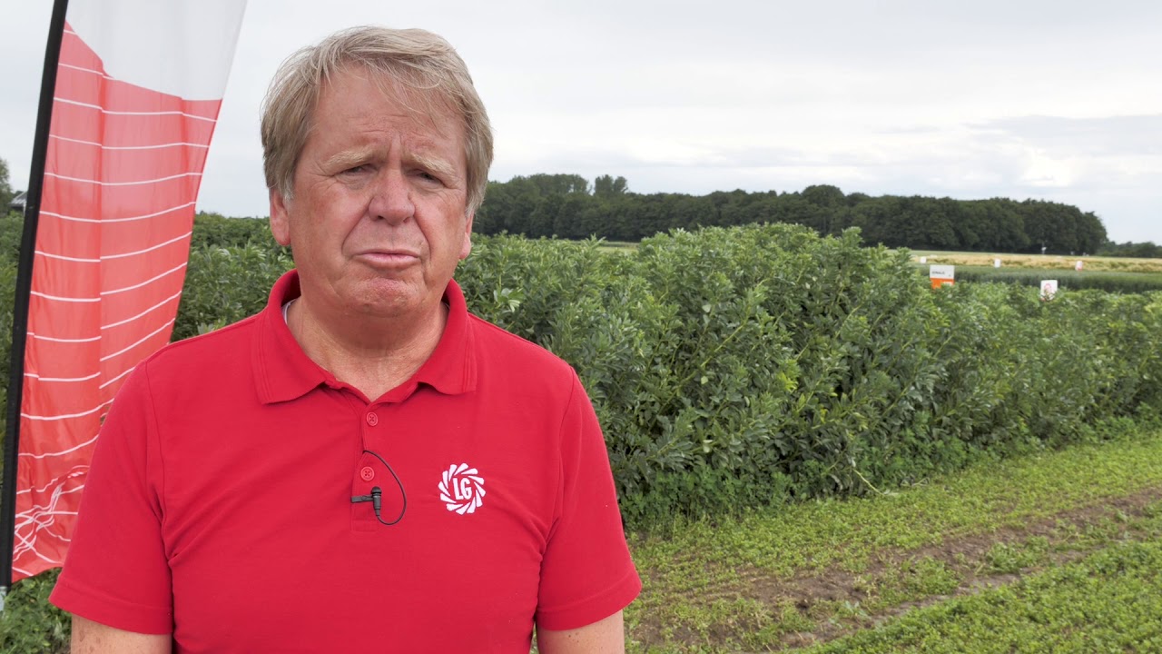 Veldbonen: dé eiwitteelt in Nederland