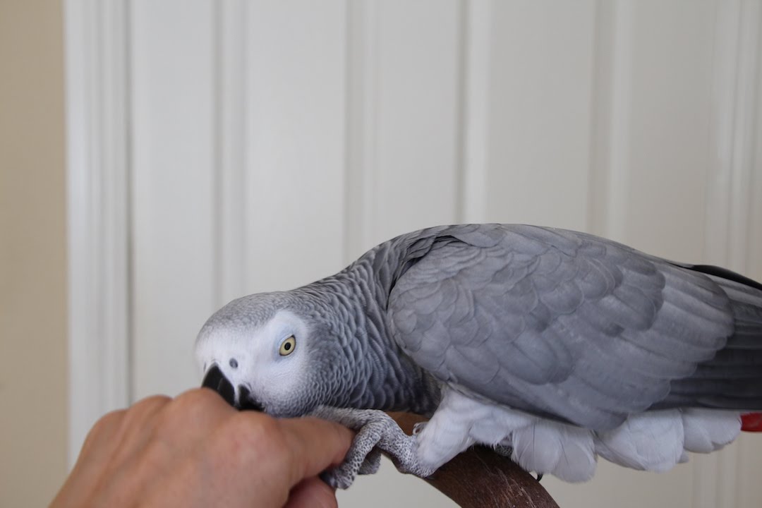 Teach Your Bird Biting is Not OK