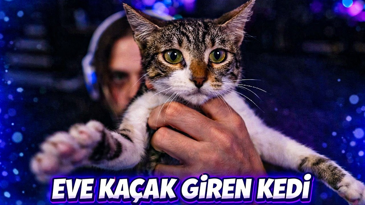 Elraenn Evine Kaçak Giren Kediyi Gösteriyor