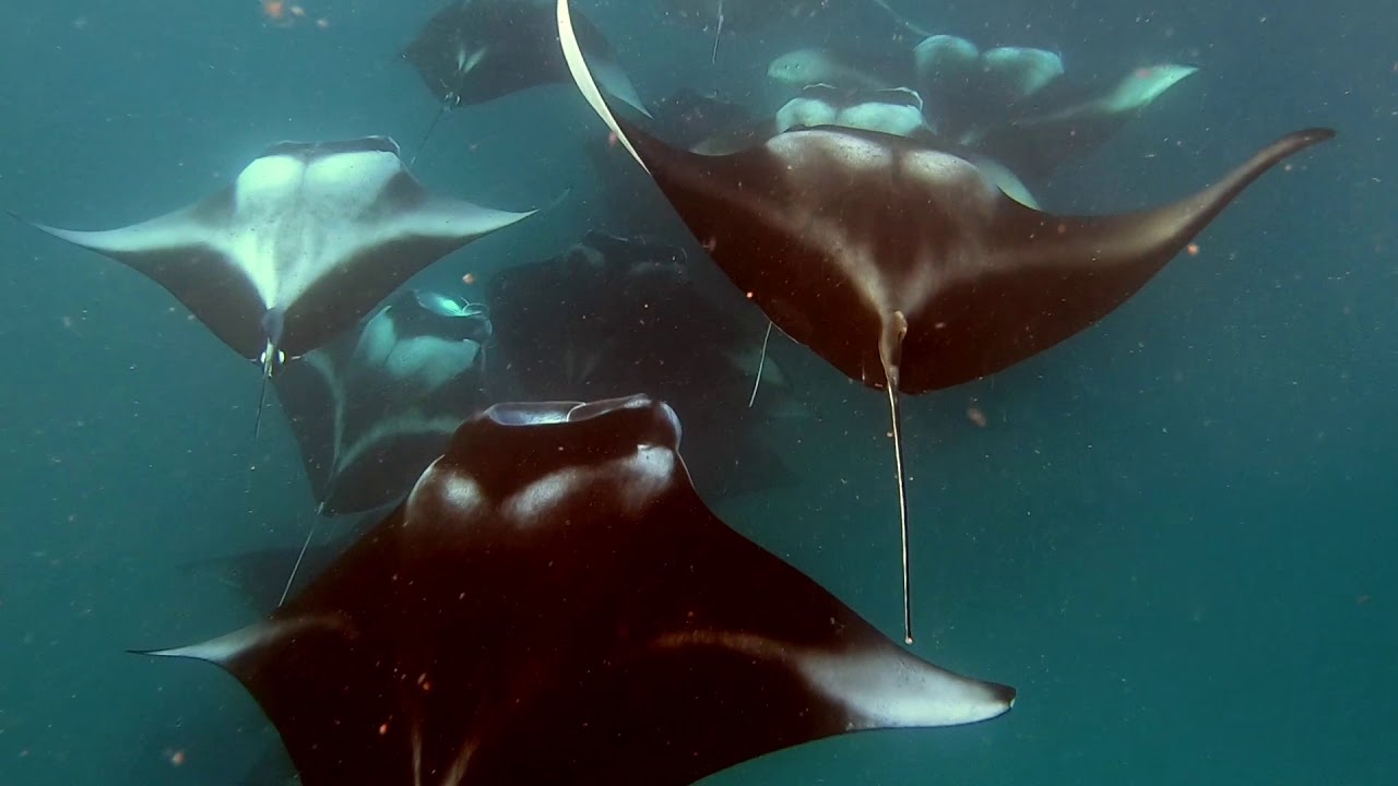 200 Mantas in Hanifaru Bay with Dive Butler Finolhu, July 2018, Baa Atoll, Maldives