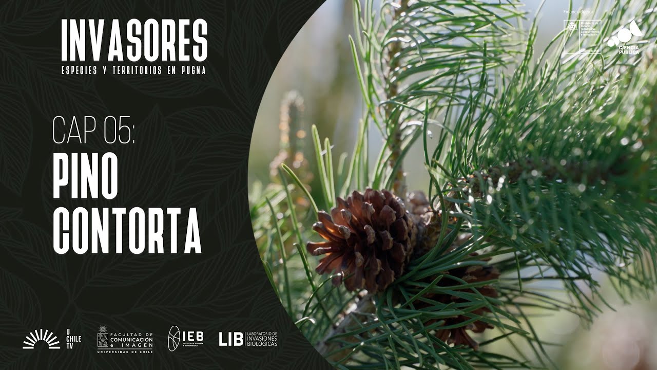 Invasores - Cap. 5: El Pino Contorta