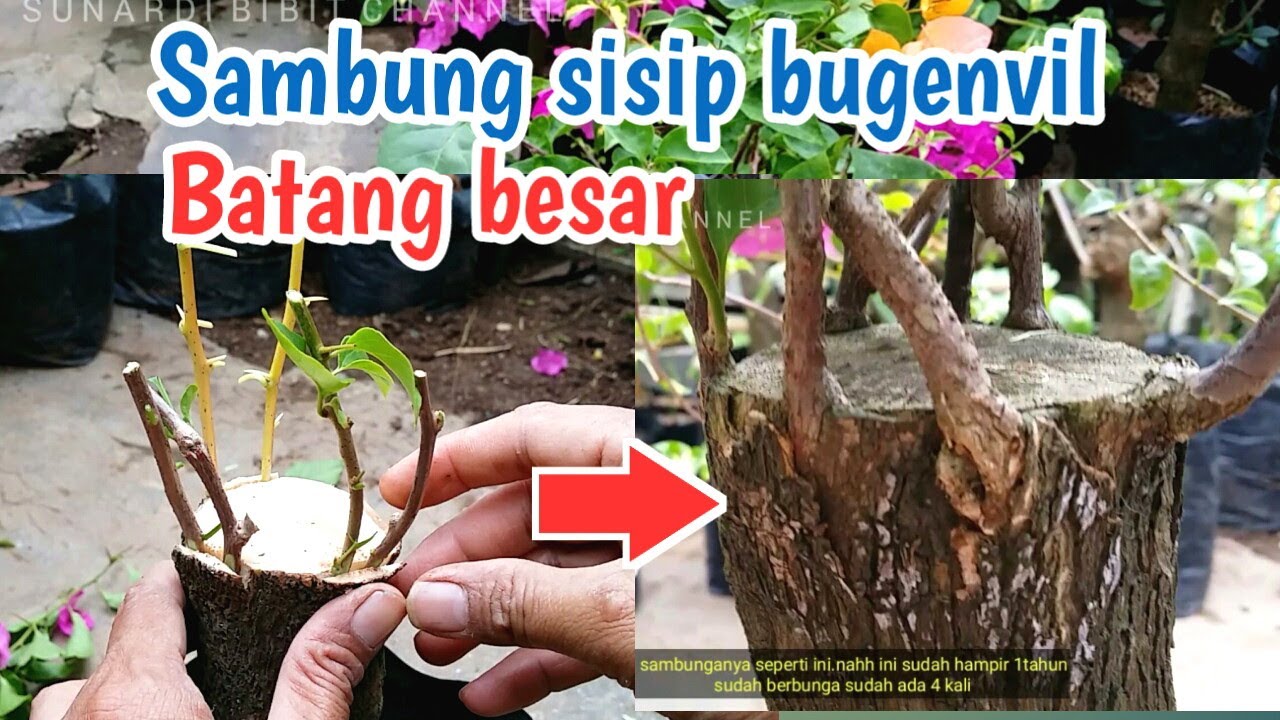 Cara mudah sambung sisip bugenfil batang besar cepat berbunga-sunardi bibit channel