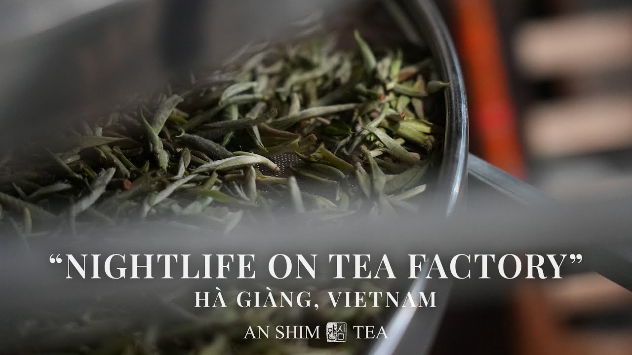Nightlife on Tea Factory by AN SHIM TEA. Hà Giàng, Vietnam