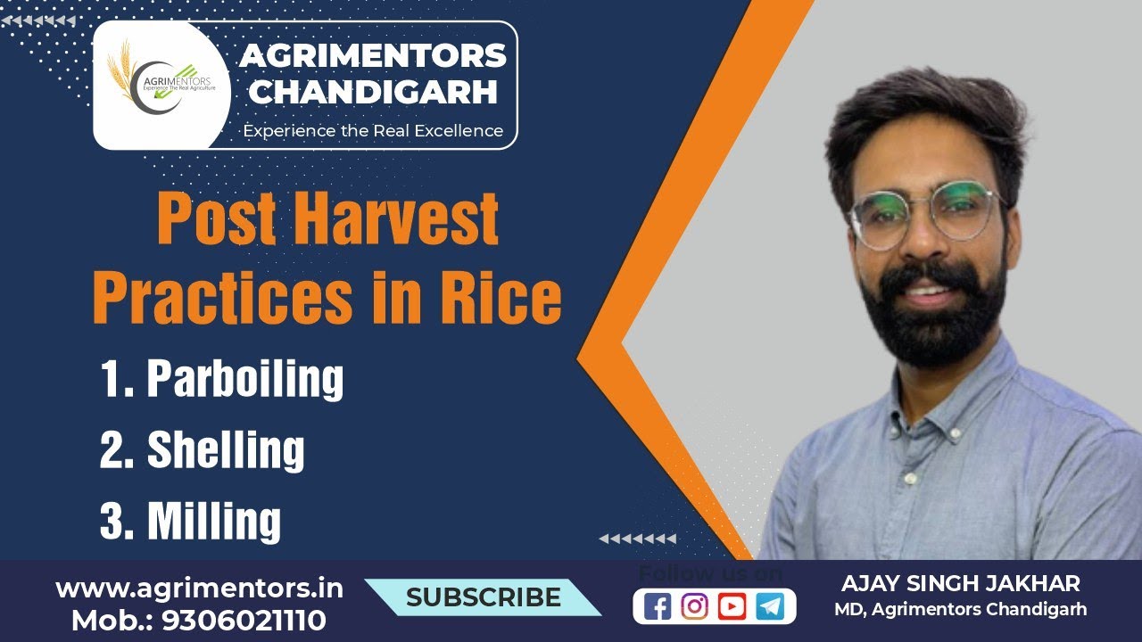 Post harvest Practices in Rice || Parboiling || Shelling || Milling || AGRIMENTORS