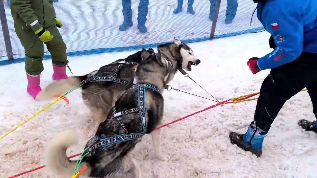 Janovičky 2026