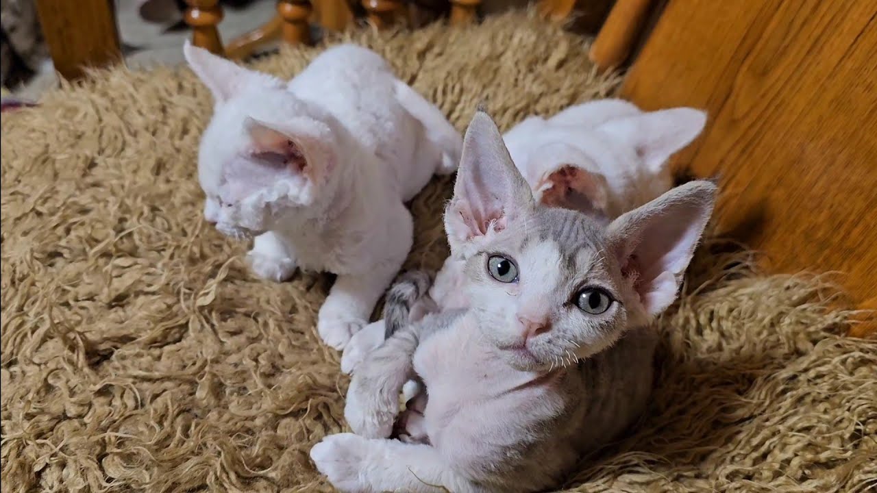 Наши котята девон-рекс