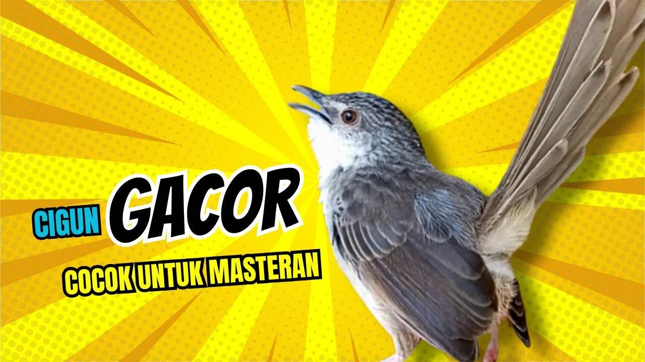 CIBLEK GUNUNG GACOR NGEBREN UNTUK MASTERAN