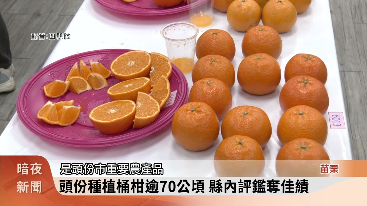 頭份桶柑品質佳 農會趕年前辦評鑑助行銷【客家新聞20260202】