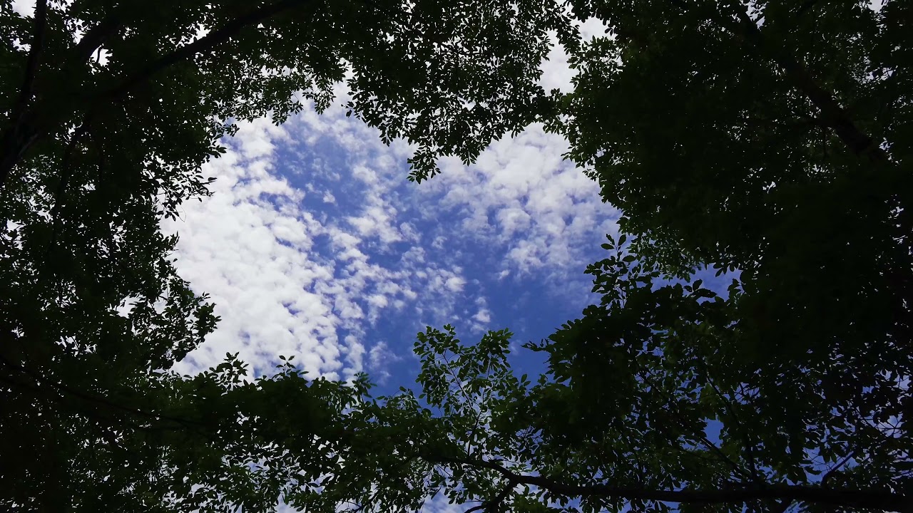 晴れの日の森と雲 (鳥の鳴き声 風の音) Forest and clouds on a sunny day (Bird bark, wind sound)