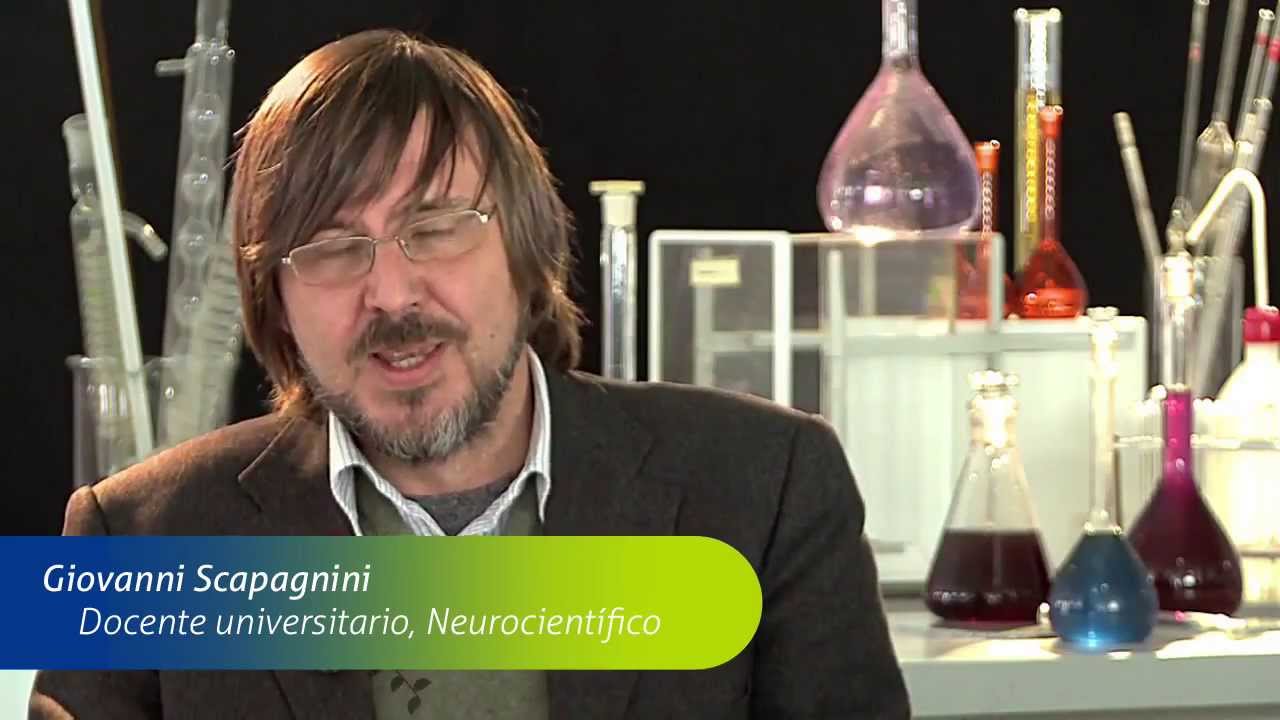 Descubriendo el Maqui - EnerZona
