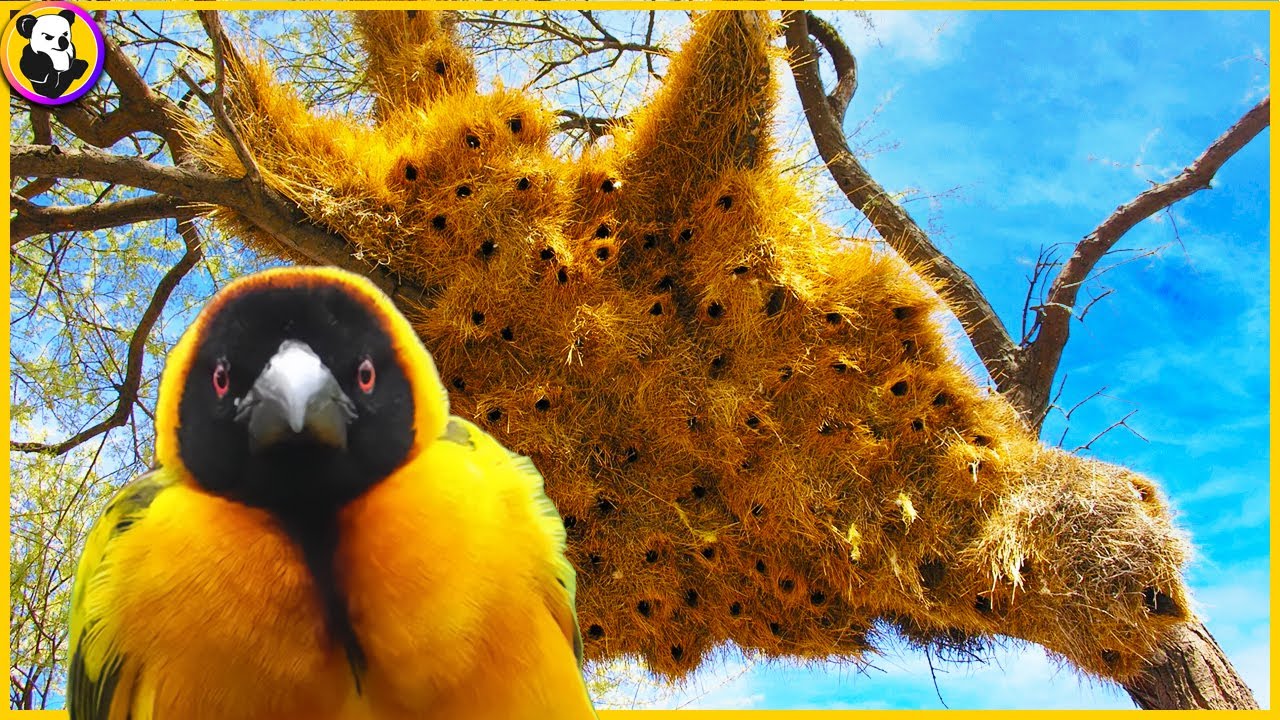 Most Amazing Nests Of The Animal Kingdom: Top 10 !!