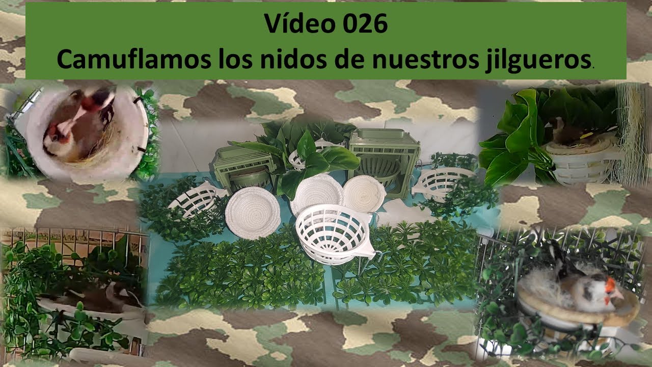 026 CAMUFLAJE DE LOS NIDOS DE JILGUEROS